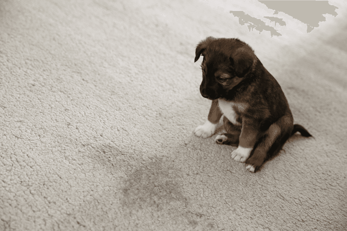 Pet Odor & Stain Removal